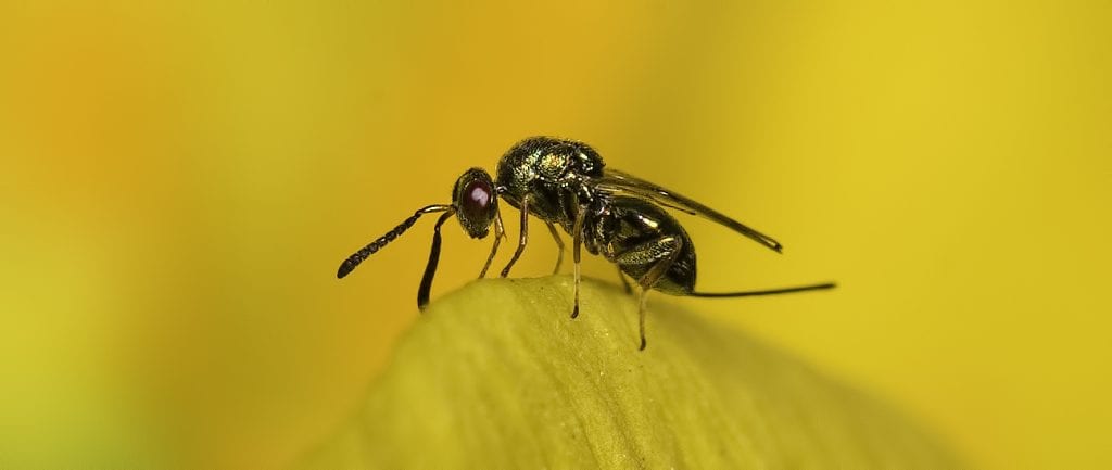 Wasp on yellow flower at Savernake Park, by Graham Butcher, 2019