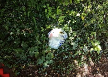 litter