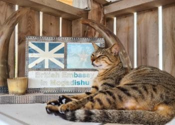 SETTLING IN: Stella has moved from Somalia to Winnersh