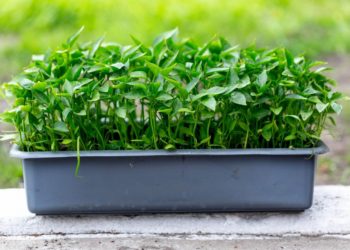 gardening sweet pepper