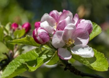 National Trust blossom