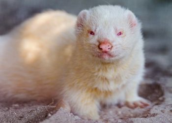 Albino Ferret