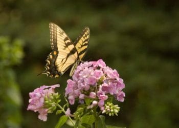 Phlox
