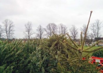 Christmas Tree recylcing
