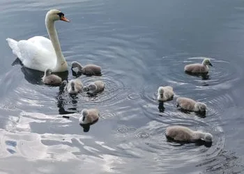Cygnets