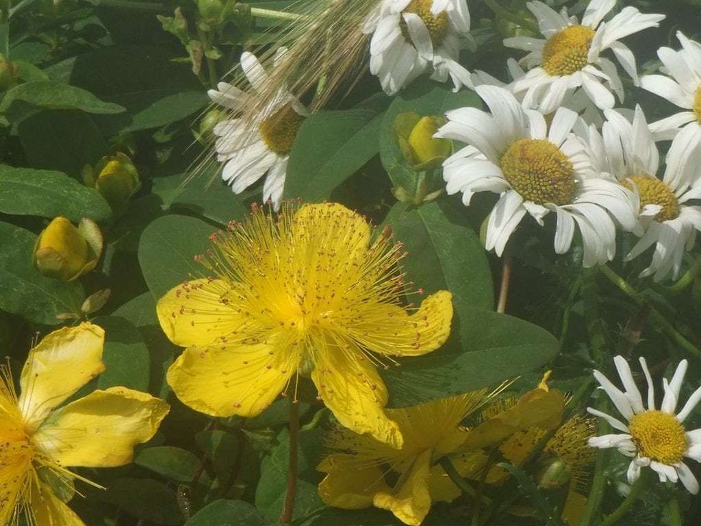 st john's wort