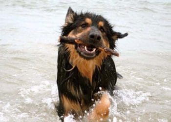 Dog in the sea