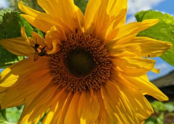 sunflowers