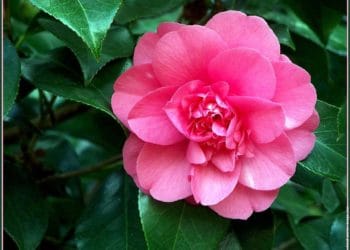 Camelia