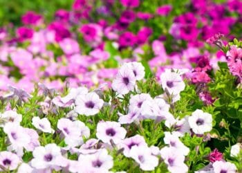 Petunias