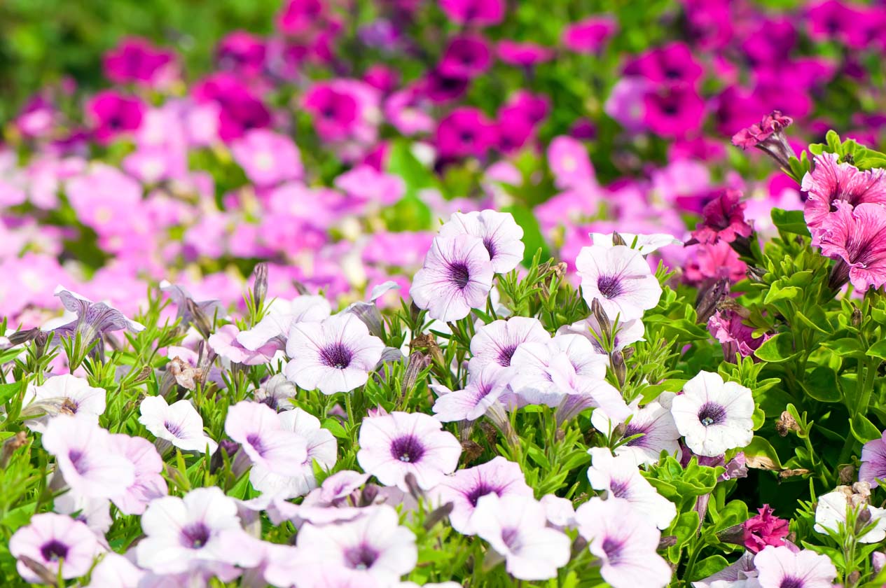 Petunias