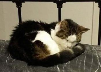Gizmo