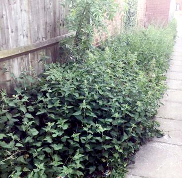 AreadersentinthispictureofweedsandgrassgrowingoutofcontrolinNorreysin