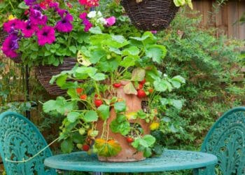 Strawberry,Plant,In,A,Terracotta,Pot,On,A,Garden,Table.