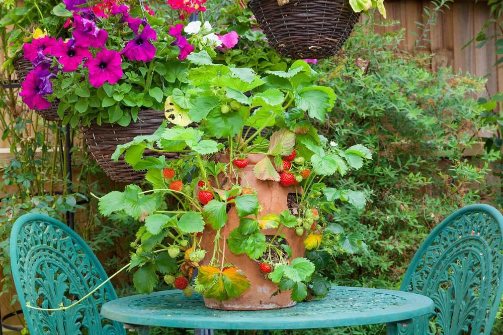Strawberry,Plant,In,A,Terracotta,Pot,On,A,Garden,Table.