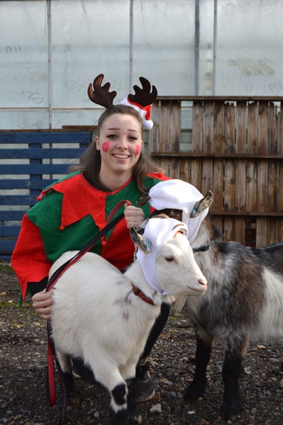 Hare Hatch Sheeplands Santa arrival