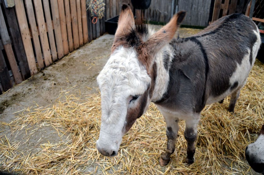 Hare Hatch Sheeplands Santa arrival