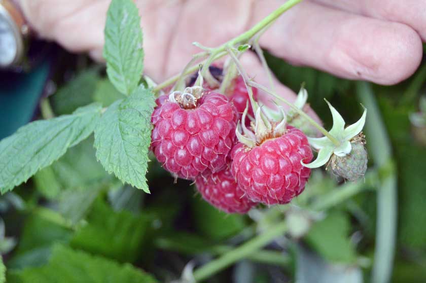 The rapsberries will come into season in time for the weekend Mr Gray says