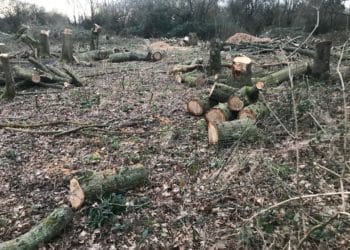 hurst oak trees