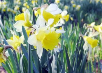 Daffodils