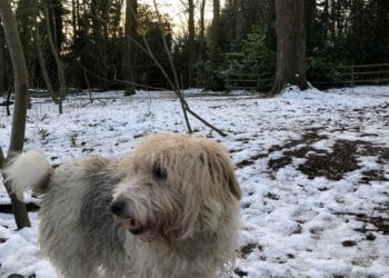 Winter walkies