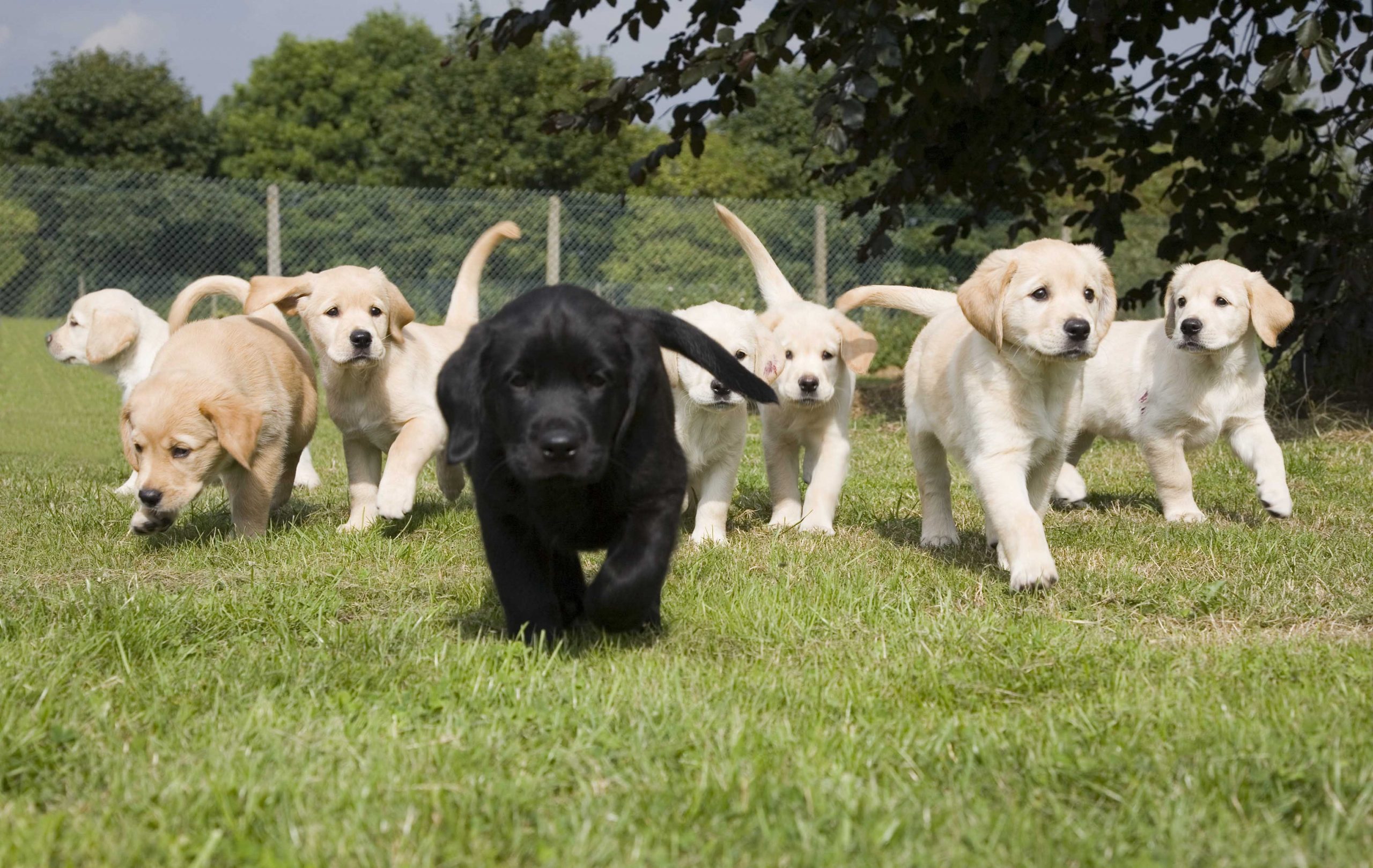 Guide Dogs of America seeks volunteers to train puppies