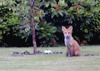 Foxes