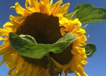 sunflowers of wargrave