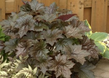 Native to North America, Heuchera were originally grown for their flowers