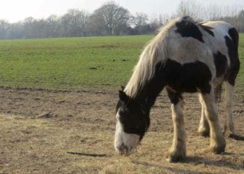 hurst homes exhibition