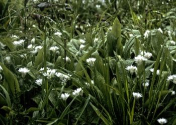 The group will be planting wildflowers, including wild garlic. Picture:Clive Varley via Flickr