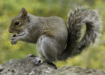 squirrel