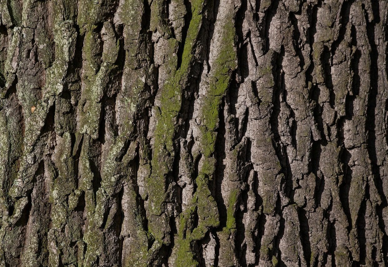 Tree bark is one possible medium to use for the Earley Town Council art contest Picture: Pixabay