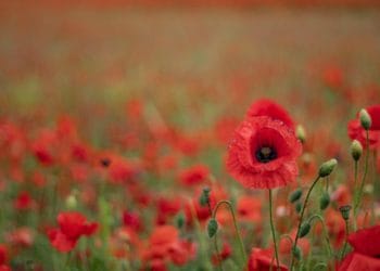 A poppy - a symbol of remembrance from the Great War Photo by Fraizer Dunleavy on Unsplash
