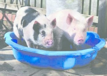 pig sanctuary
