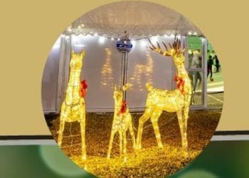 reindeer