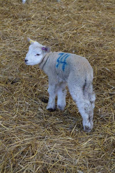 Lockey Farm