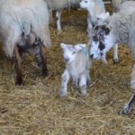 Lockey Farm