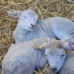 Lockey Farm