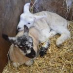 Lockey Farm