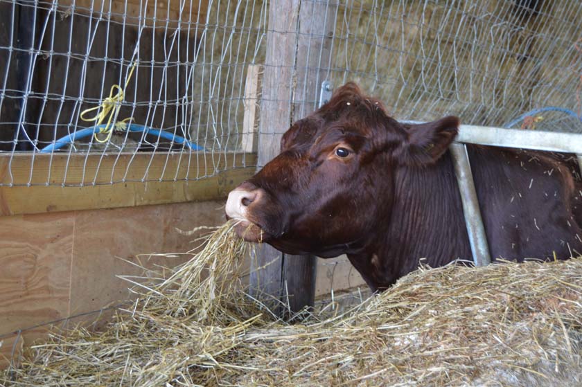 Lockey Farm