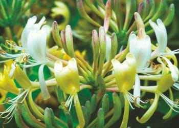 Night scented honeysuckle