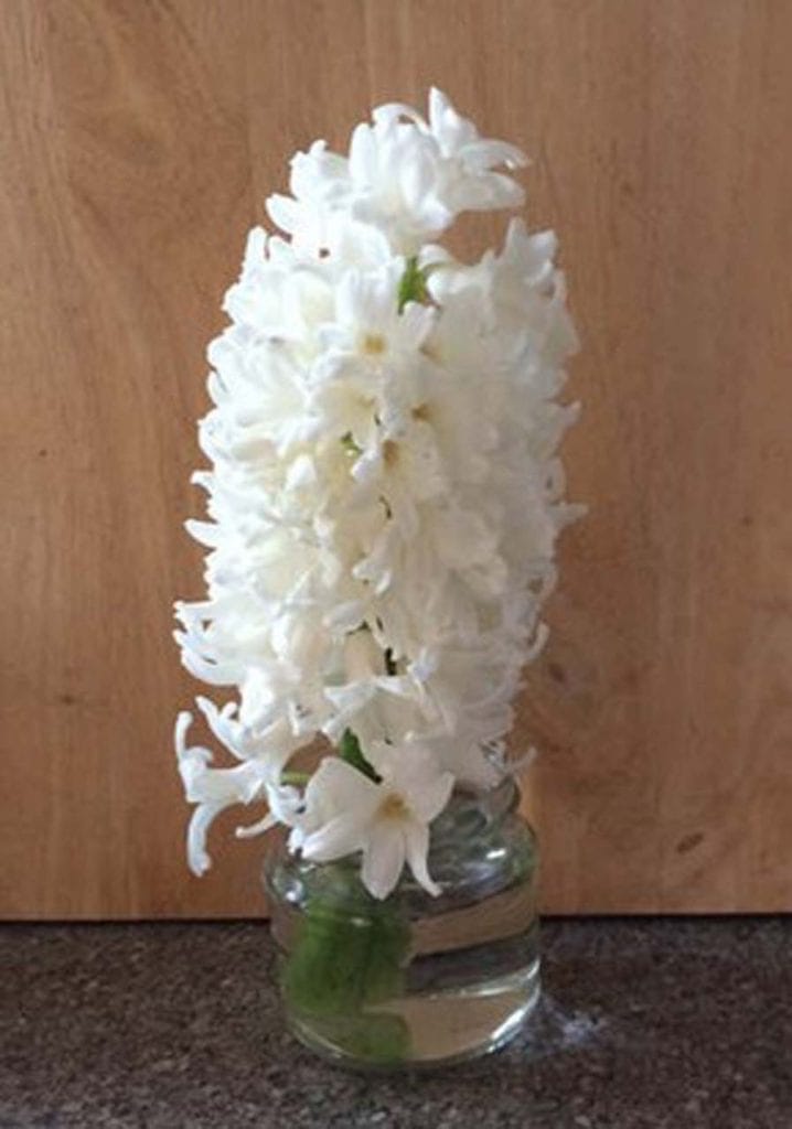 Hermione Lewis – one cut hyacinth stem