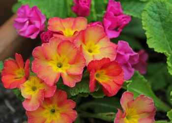 Primula offers some winter colour