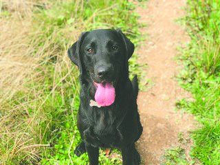 can grass get stuck in dogs throat