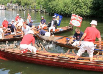 ROYAL SERVICE: Swans are tracked at Hambleden Lock last week. Pictures: John Tippetts