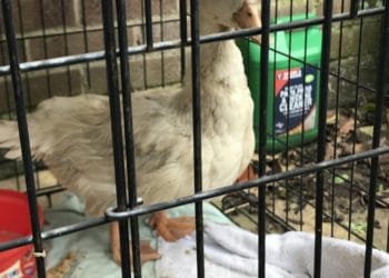 Duck
