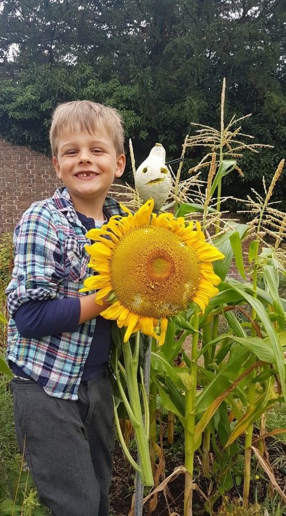 Sunflower
