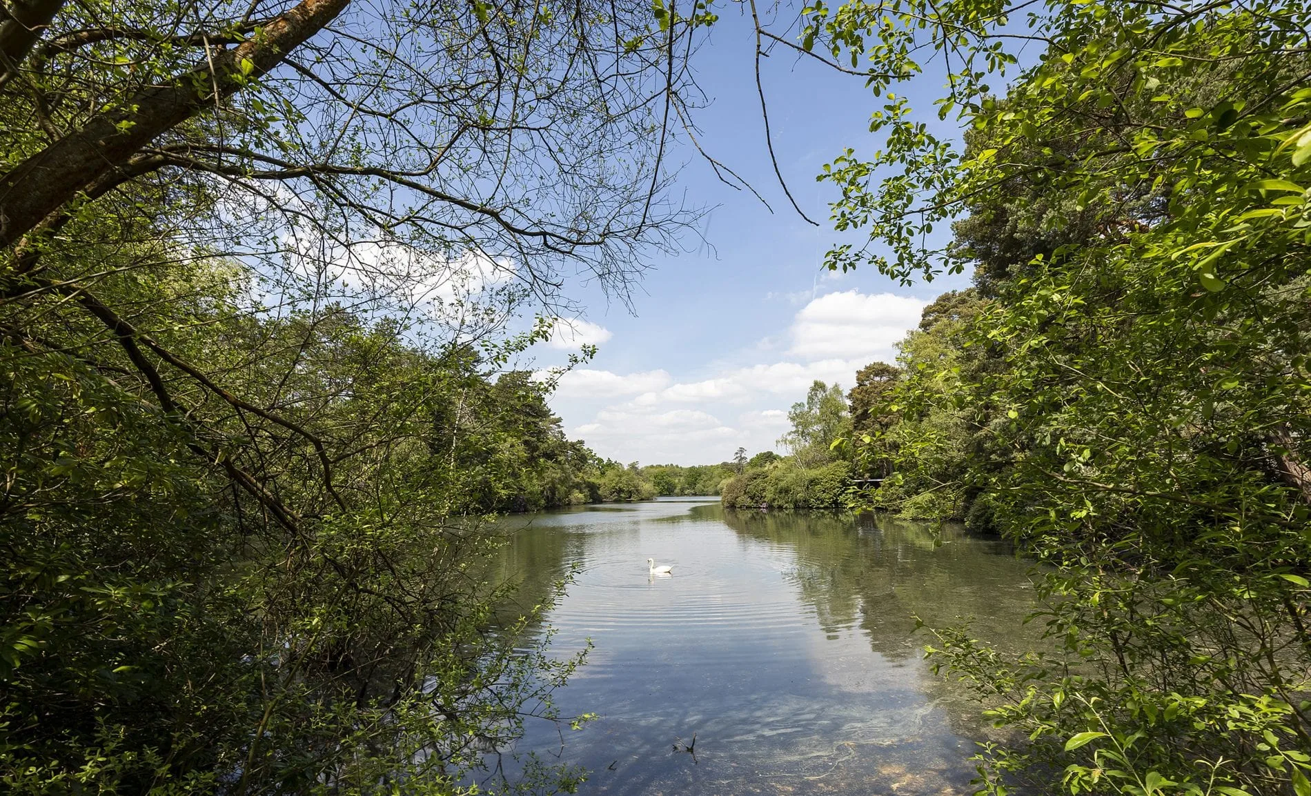 Longmoor Lake in California Country Park. Picture: Stewart Turkington