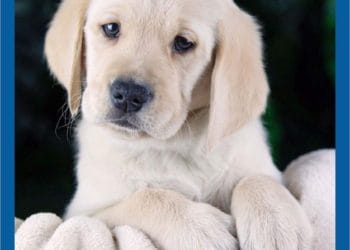 Zoom the Guide Dog puppy